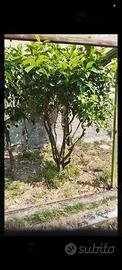 Alberi  di limoni