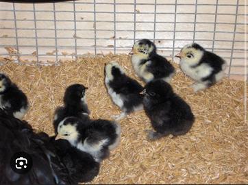 Pulcini di razza e ovaiole