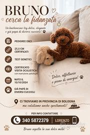 Monta barboncino toy