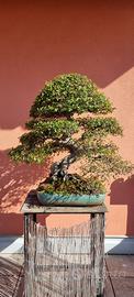 bonsai zelkova 