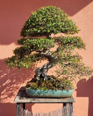 bonsai zelkova 