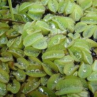 Salvinia molesta (Salvinia adnata)