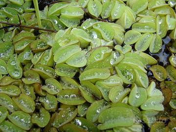 Salvinia molesta (Salvinia adnata)