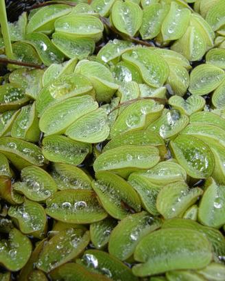 Salvinia molesta (Salvinia adnata)