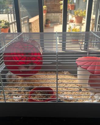 gabbia
