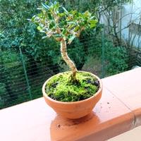 mini bonsai di olivastro 