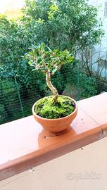 mini bonsai di olivastro 