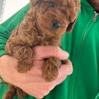 Ultimo cucciolo di barboncino toy