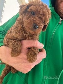 Ultimo cucciolo di barboncino toy