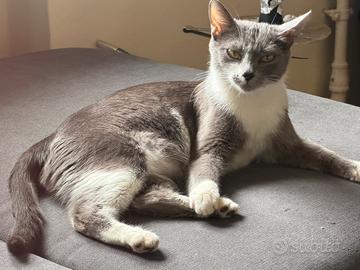 Gattina