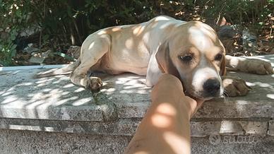Pointer inglese 