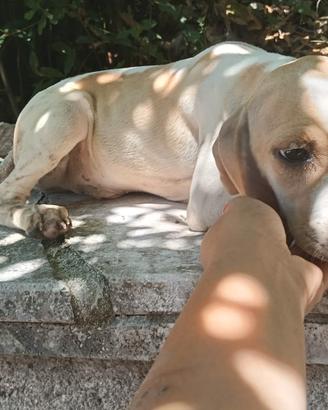 Pointer inglese 