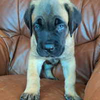 Cuccioli cane corso