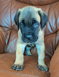 Cuccioli cane corso