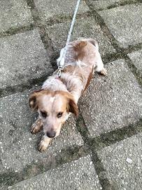 Cane meticcio