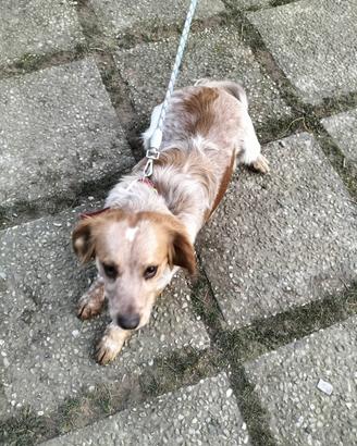 Cane meticcio