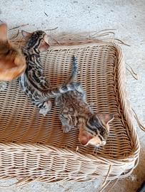 Gatti Bengala cuccioli