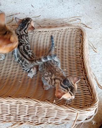 Gatti Bengala cuccioli