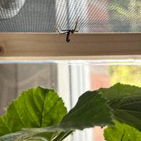 Neanidi di insetti foglia