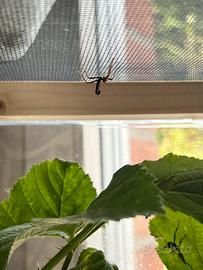 Neanidi di insetti foglia