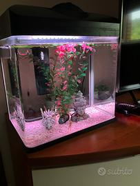 Acquario con rane