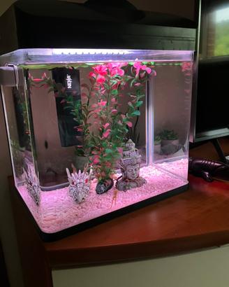 Acquario con rane