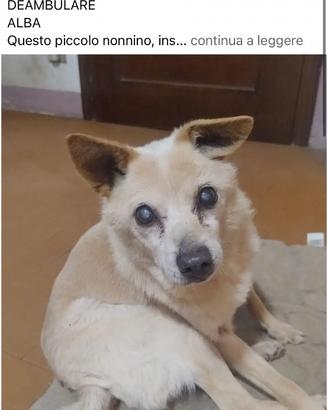 Cagnolini in adozione