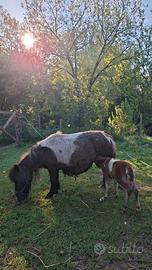 Pony