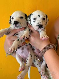 Cuccioli Dalmata con Pedigree