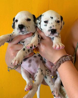 Cuccioli Dalmata con Pedigree