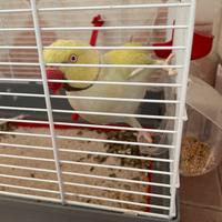 Pappagallo parrocchetto dal collare