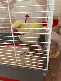 Pappagallo parrocchetto dal collare