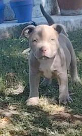 cucciola american bully pocket 