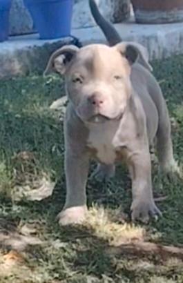 cucciola american bully pocket 