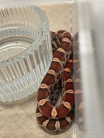 Serpenti del grano- baby wild het scaleless amel