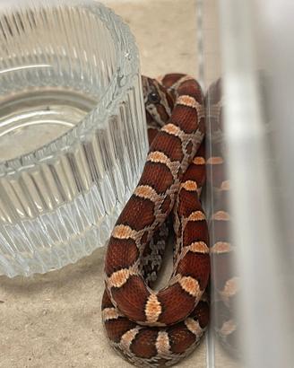 Serpenti del grano- baby wild het scaleless amel