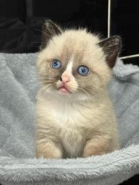 Gattina British Shorthair