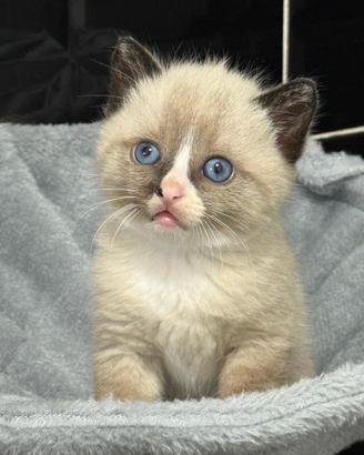 Gattina British Shorthair