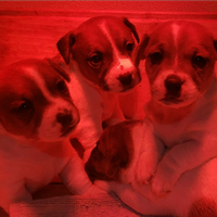 Jack russell terrier cuccioli a pelo corto