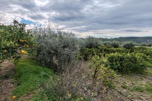 Piccolo agrumeto - uliveto a Paternò