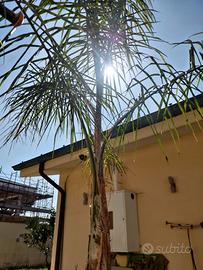 Palma Cocos