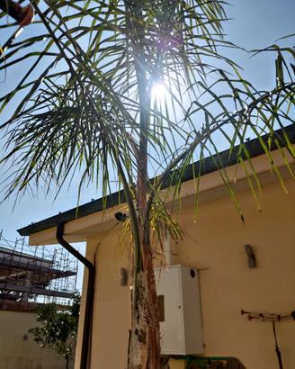 Palma Cocos