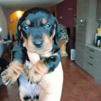 Bassottina nero focato