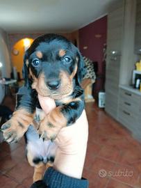 Bassottina nero focato