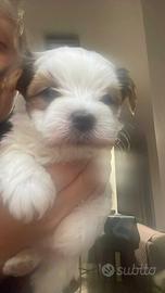 Yorkshire bluberry con pedigree