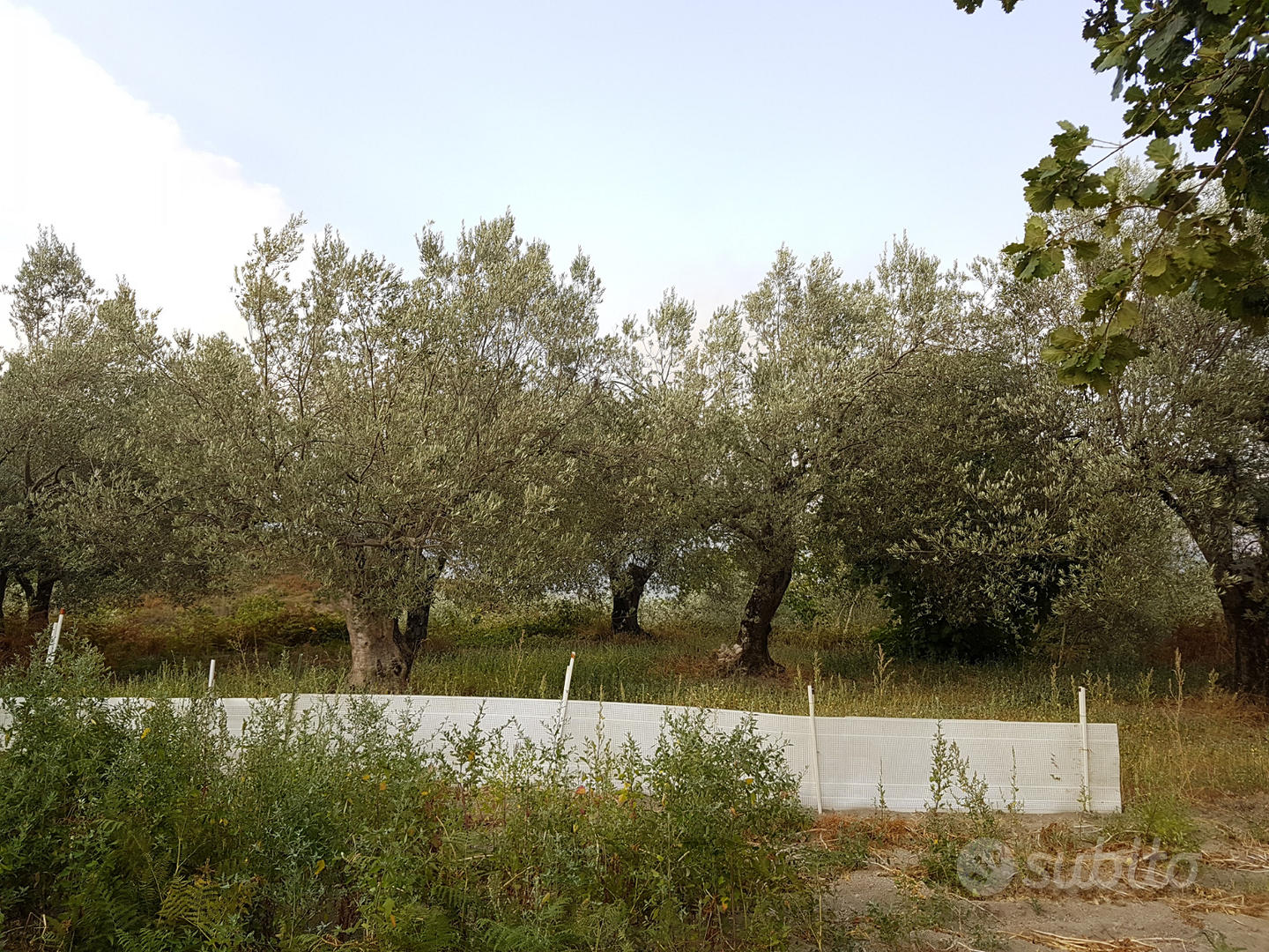 Uliveto su terreno agricolo con grande rudere - Vista 3
