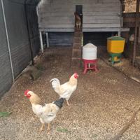 Galletti allevati all'aperto - Roma Selva Nera