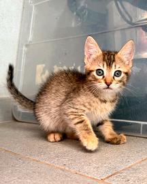 Gattini coccolosi, abituati al contatto umano