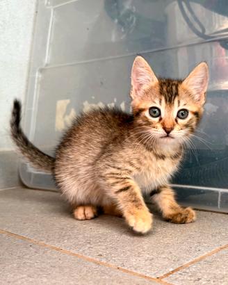 Gattini coccolosi, abituati al contatto umano