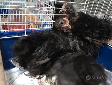 Gallo cocincina 2 mesi